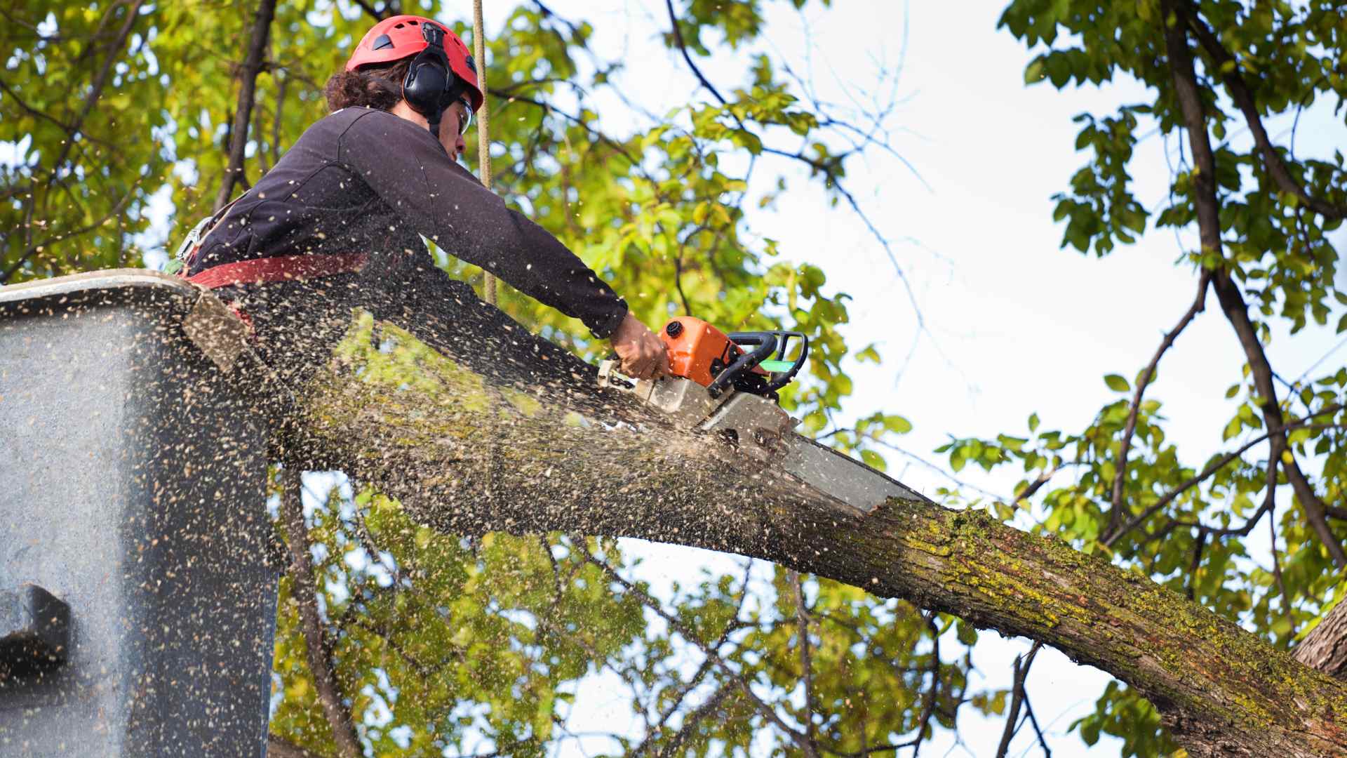 Tree Removal Img